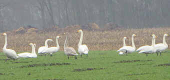 Schwäne in Wippingen